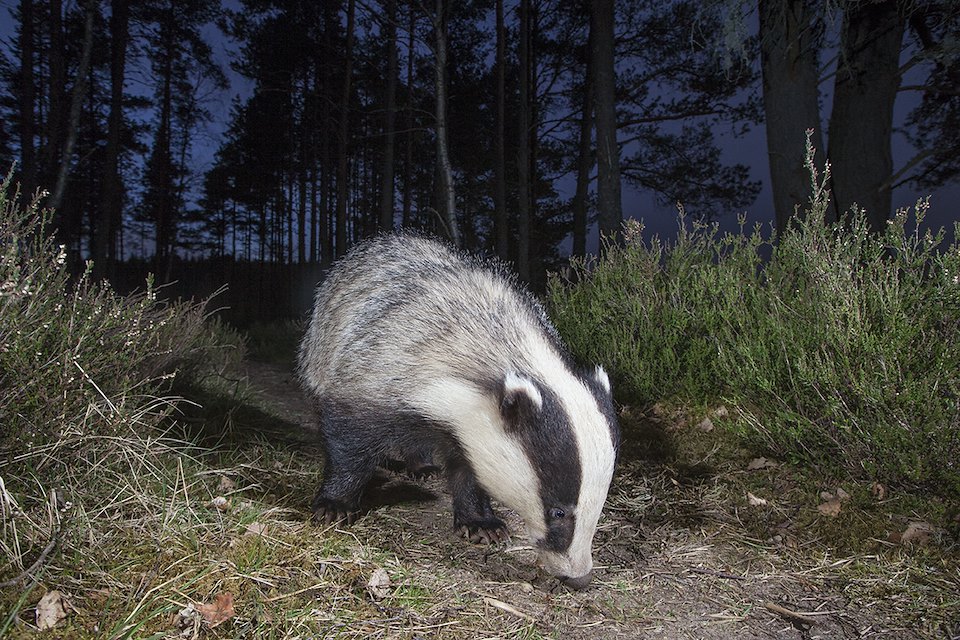 European badger foraging in pine woodland, Glenfeshie, Scotland.